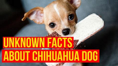 chihuahua porno|Chihuahua Videos Porno 